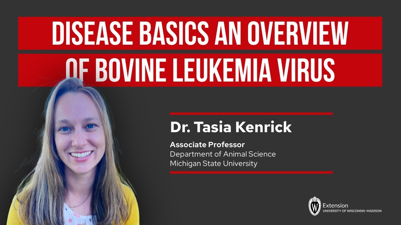 Disease Basics An Overview of Bovine Leukemia Virus