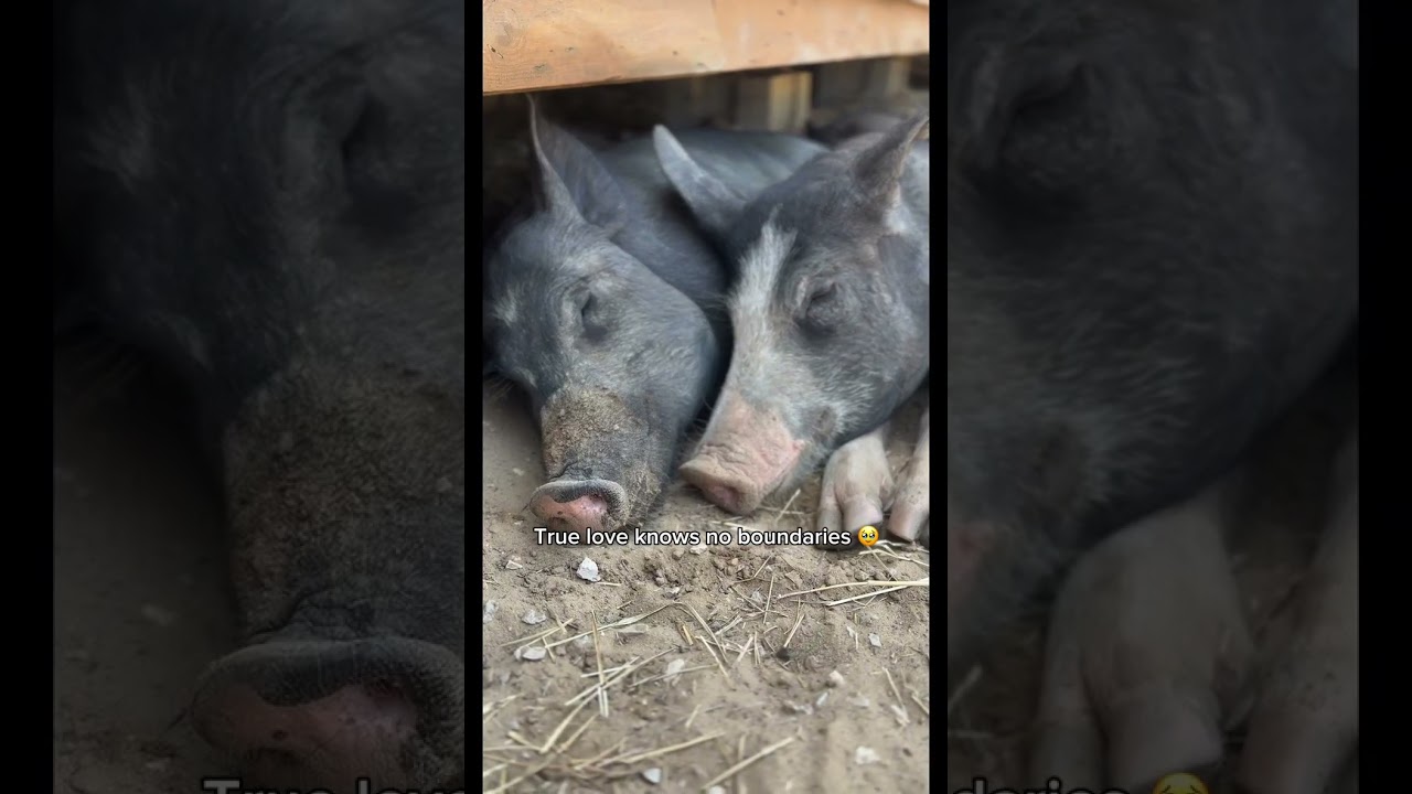 Настоящая любовь не знает границ