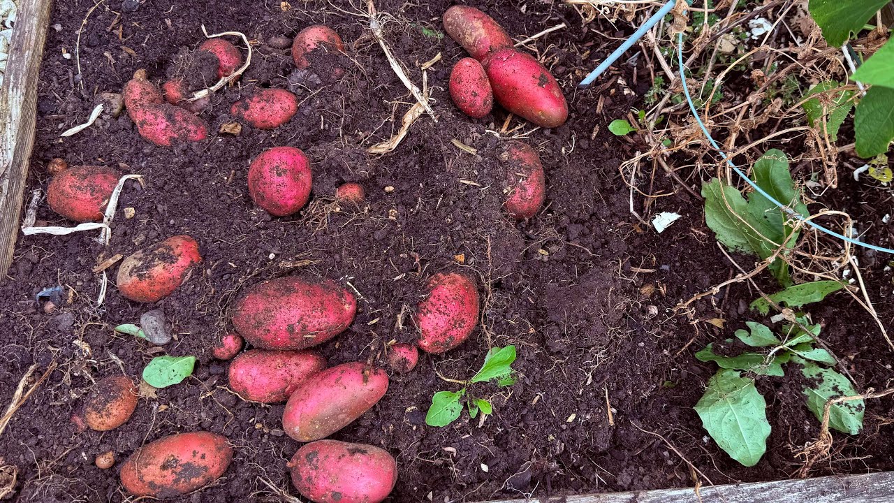 Potato Harvest | Our Garden 