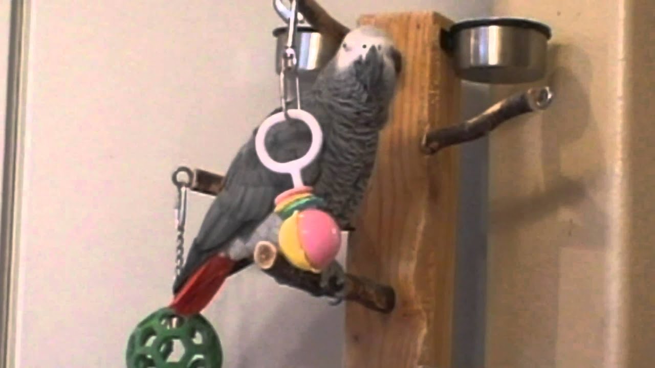 Larry the Parrot calls out for his friend Max the Dog