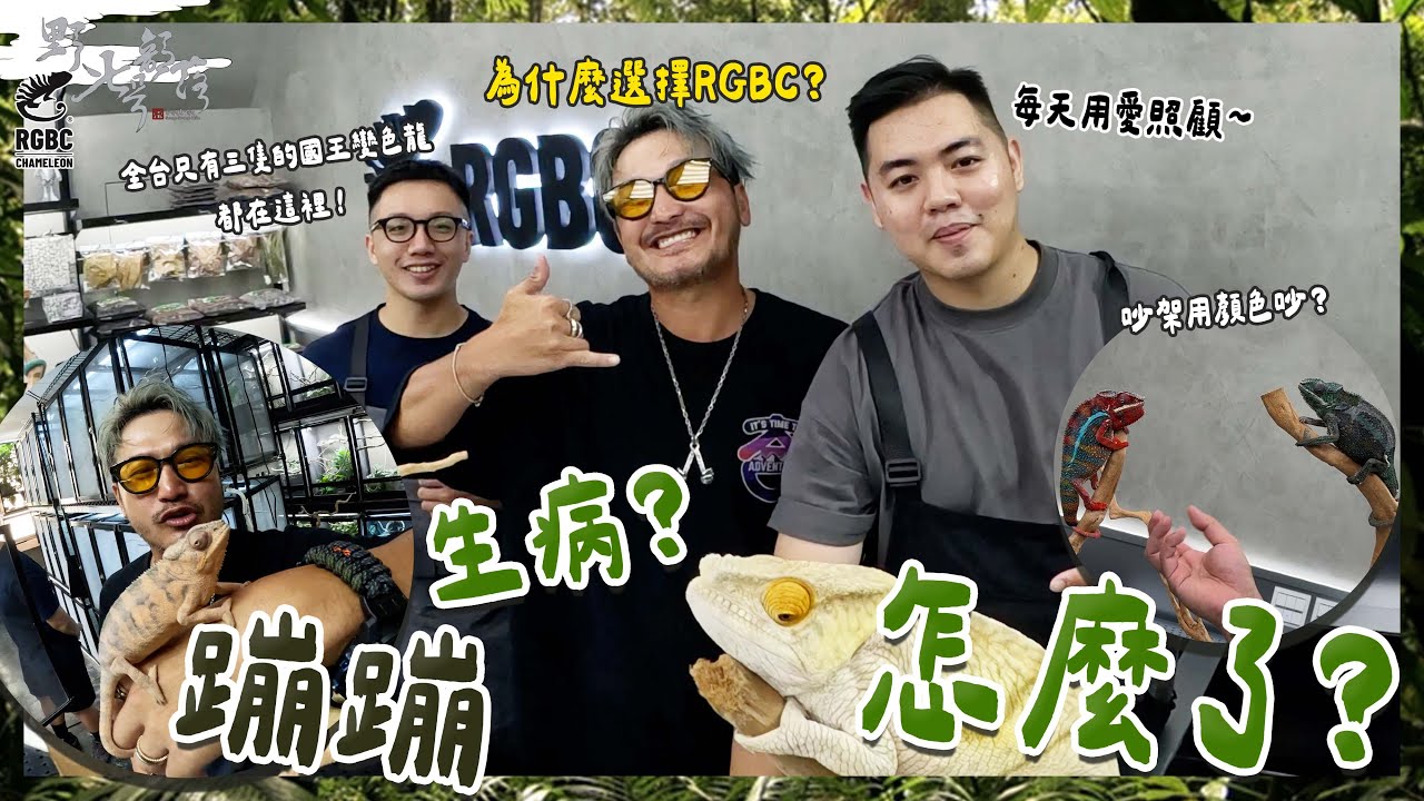 蹦蹦生病了？開箱全新裝潢的RGBC與選擇他們的原因！『野人七號部落』  變色龍系列(四)    @rgbc.chameleon