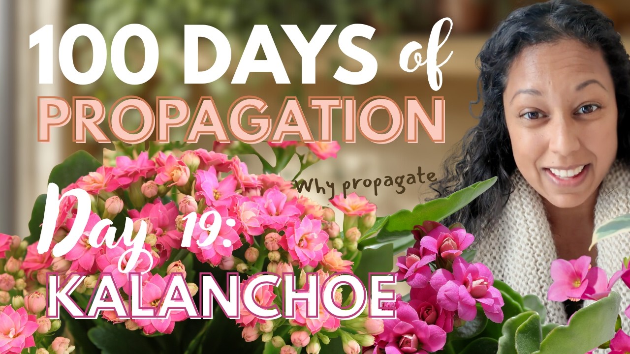 How to Propagate Kalanchoe W/ Aerial Roots | Direct Soil Method | Day 19 of 100 Days of Propagation