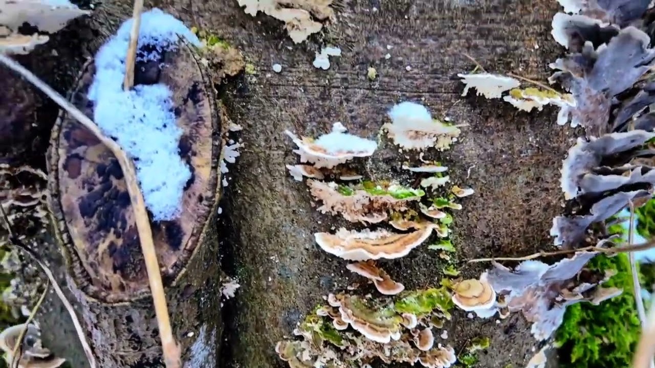 Winter - Wald - Wanderung am 8. Januar 2026