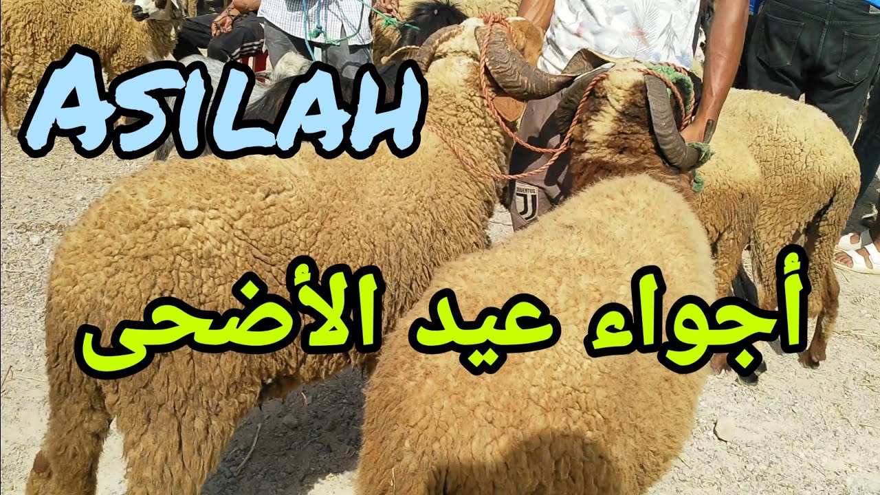 أجواء ما قبل عيد الأضحى - أصيلة - شمال المغرب سنة 1441 هـ 2020 م
