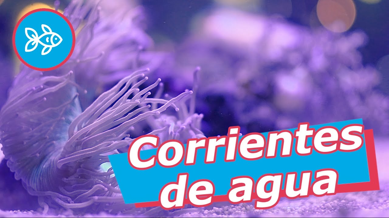 La CIRCULACIÓN del AGUA dentro del ACUARIO 🔀