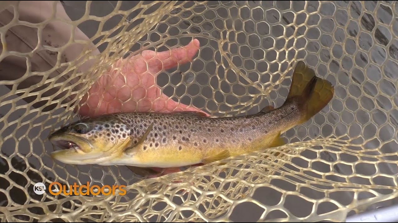 Fly Fishing the Midge Hatch on the Provo River