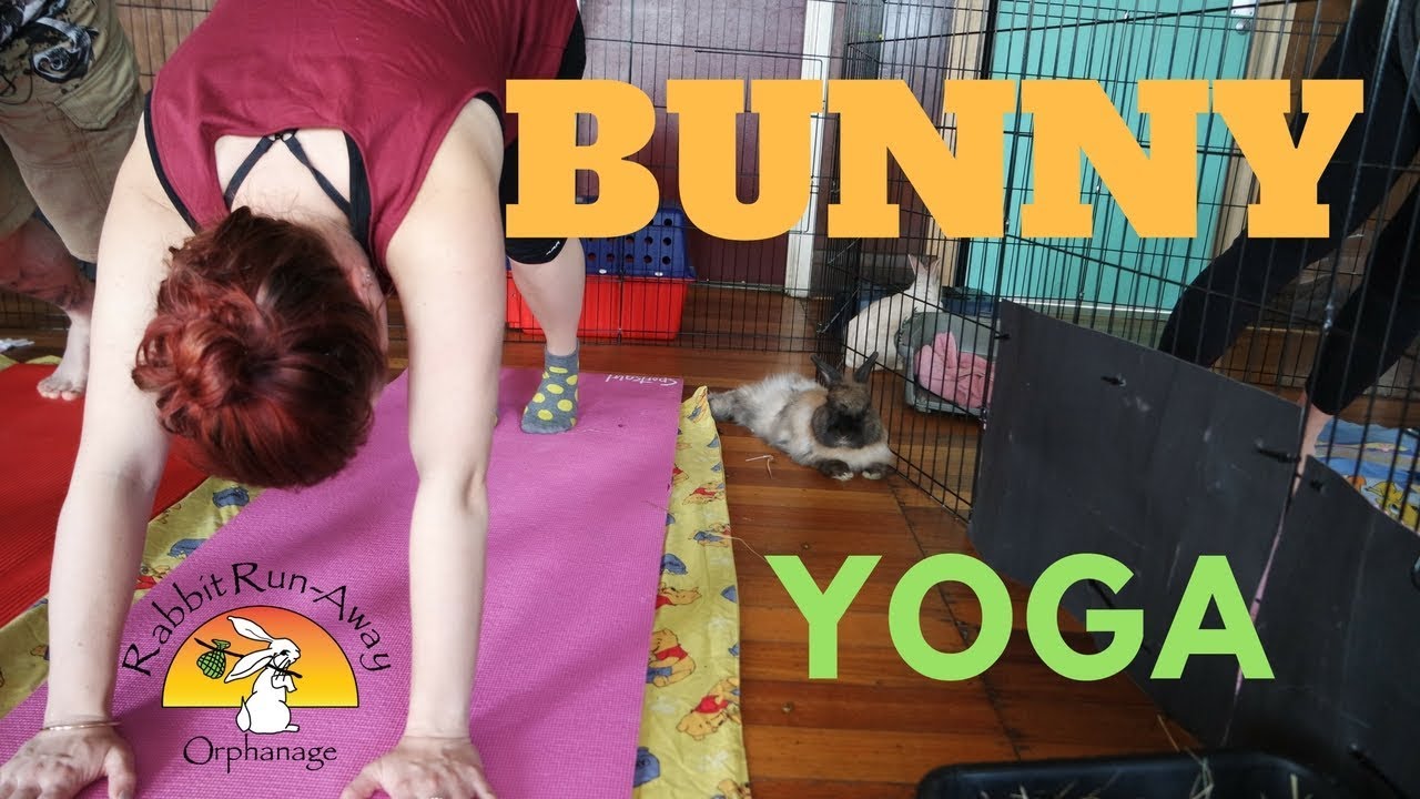 BUNNY YOGA IS FINALLY IN MELBOURNE!
