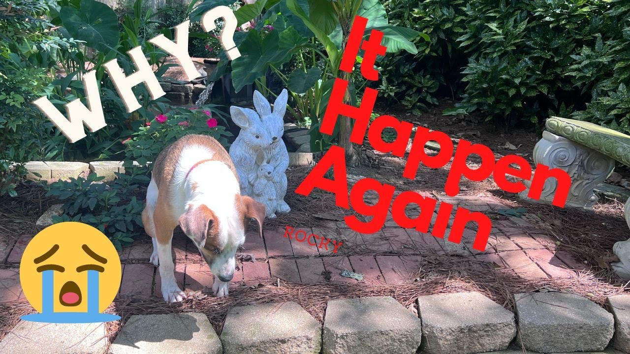 Rescue Dog looking for a home