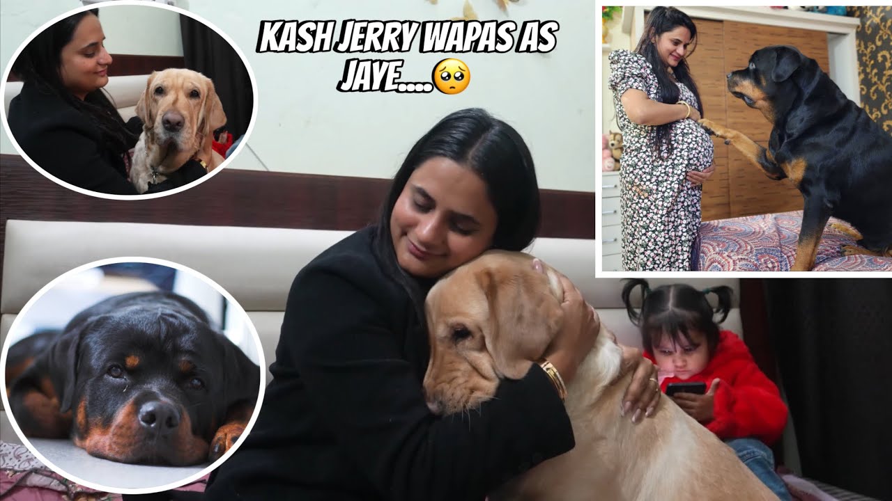 Kash jerry Wapas as jaye….🥺|| #snappygirls #vlogs 