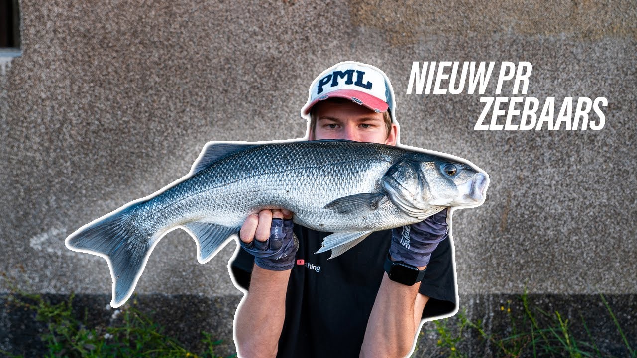VISSEN OP GROTE ZEEBAARS VANAF DE KANT