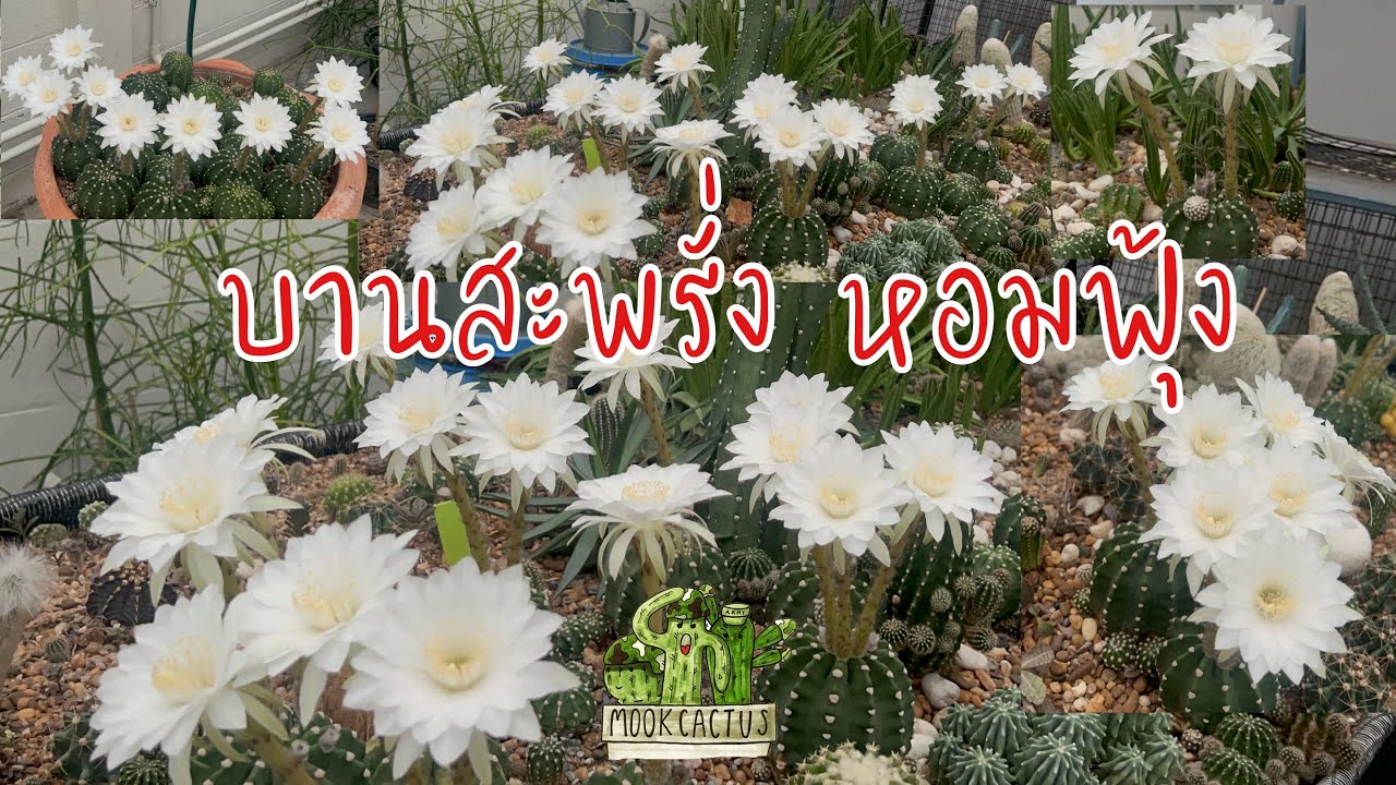 ดอกบานพร้อมกัน สวยงามมาก อิชินอปซิส ซับเดนูดาต้า MookCactus