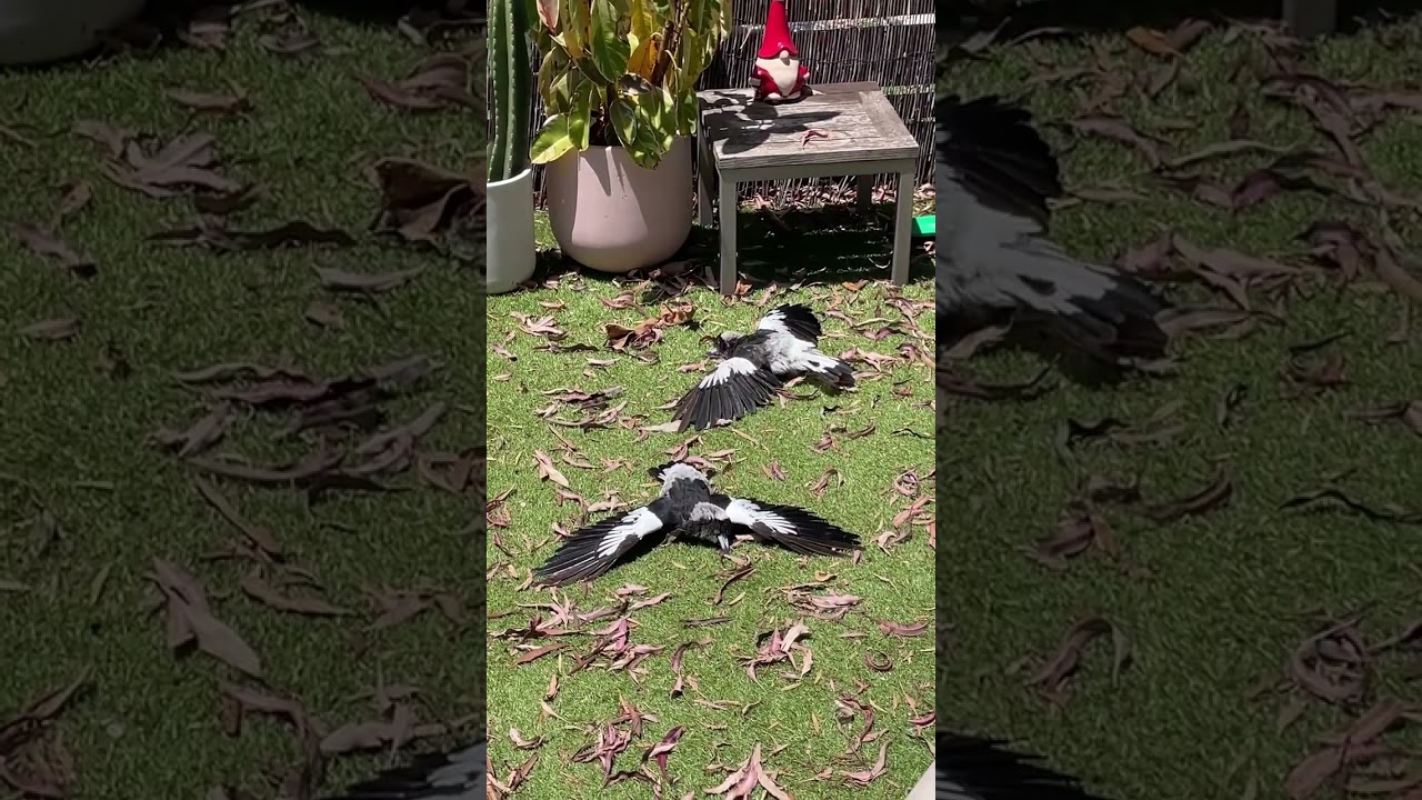 Magpies Lie Flat on the Ground For Sunbath