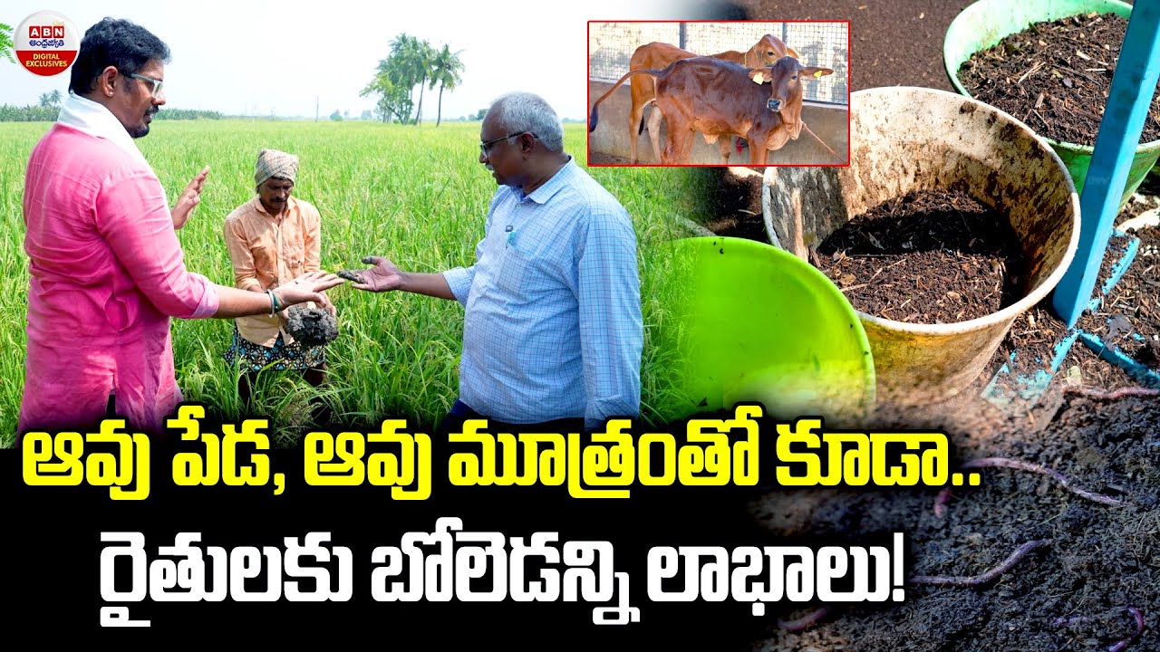 అందుకే ఆవు ఉంటే షావుకారు కింద లెక్క|Cows bring many benefits to farmers- ABN Agri#shotsfeed