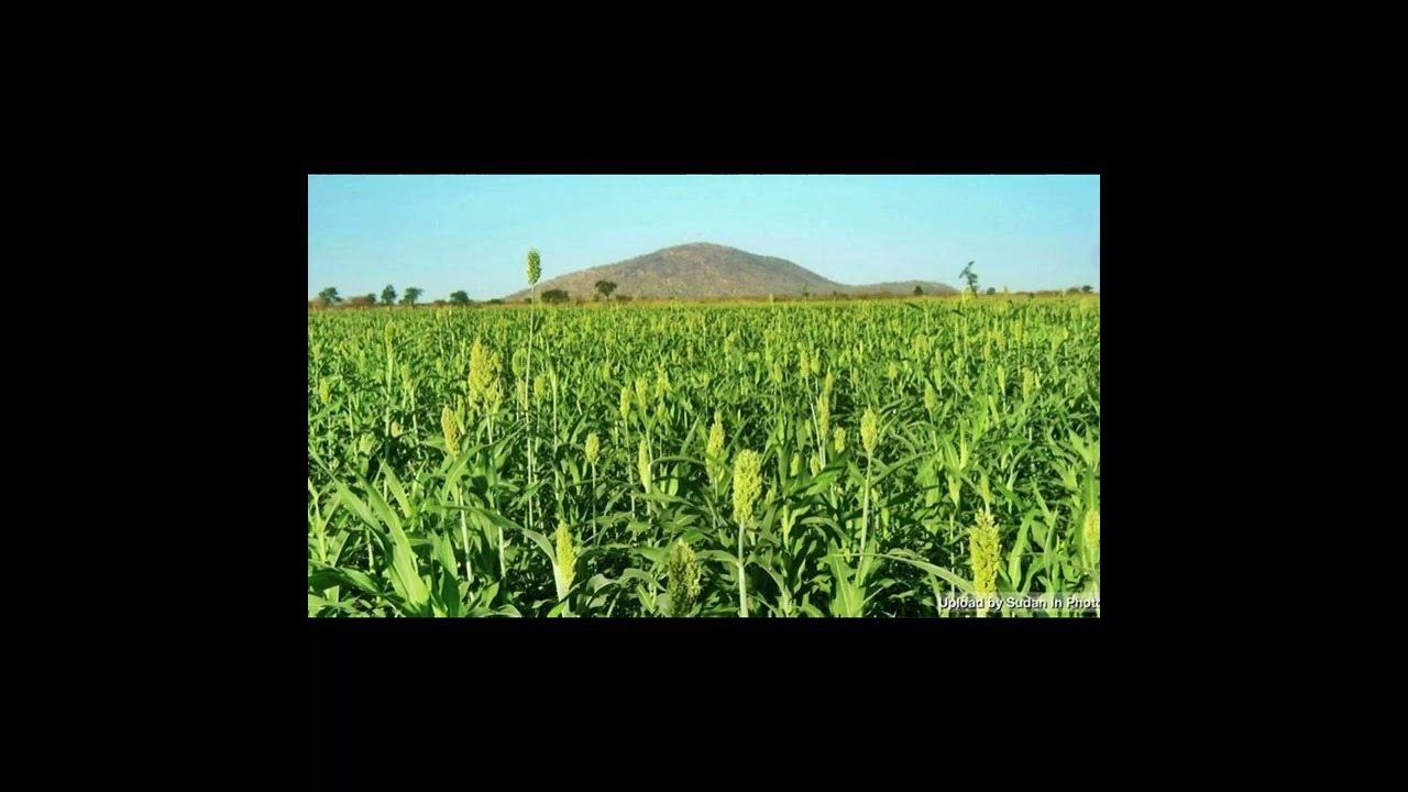 Damazina Song || Al-Taher Sragiya Al-Damazina.