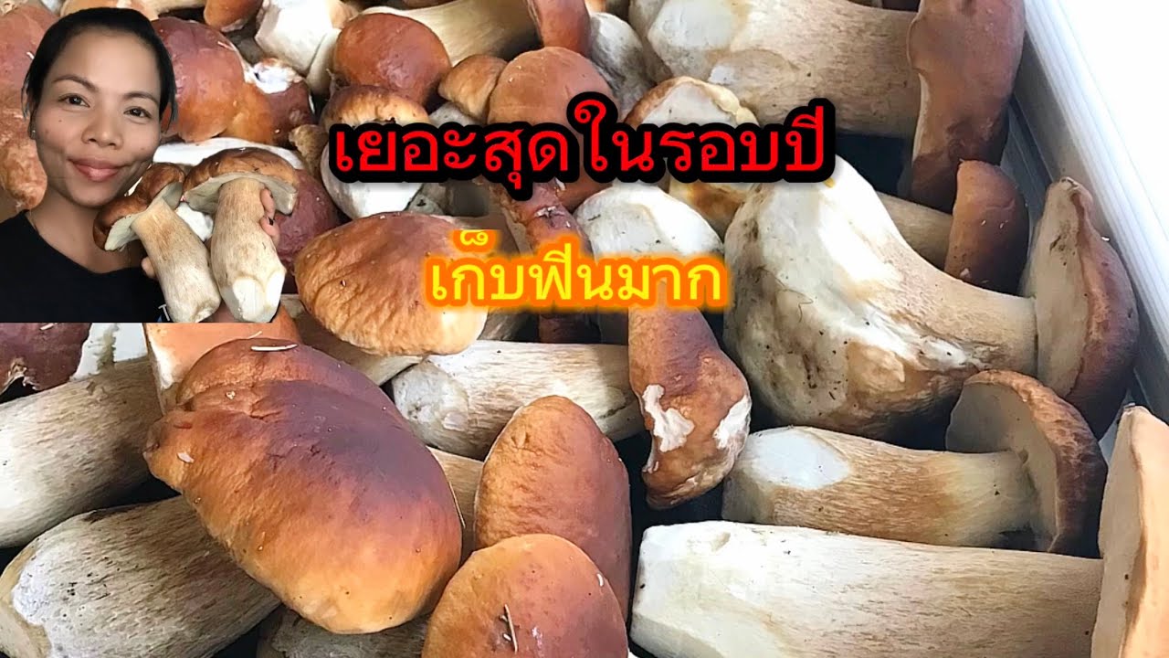 ปีนี้เห็ดผึ้งหวานเยอะมากกกเต็มป่าเลยจ้า เก็บแบบฟินๆ50กิโล06-08-2023