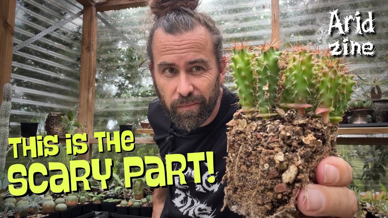 The subtle art of NOT KILLING cacti while repotting