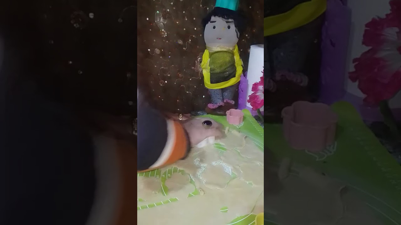البغاشه ولا أجمل 