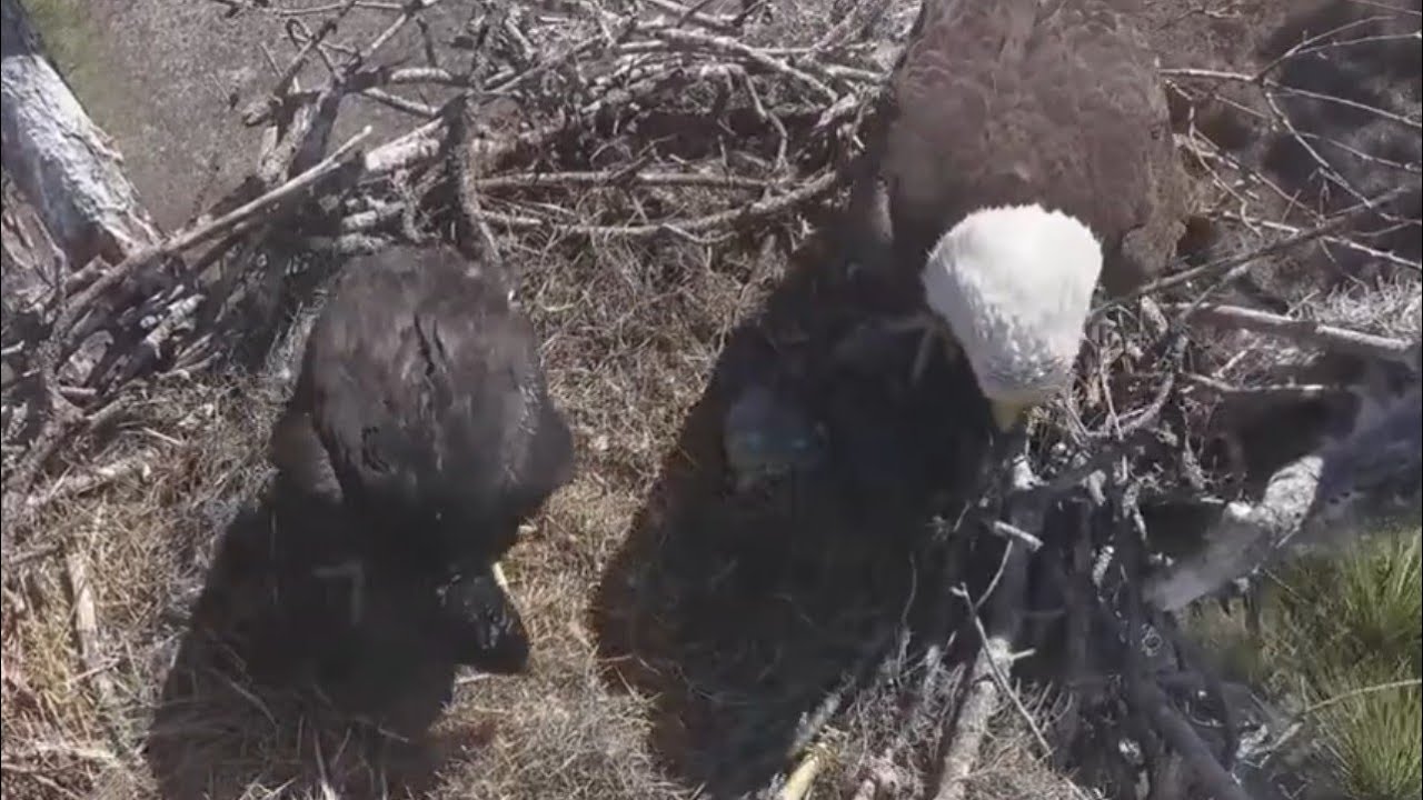 Lunch feeding to cute eaglet | SWFL Eagles | Feb 2, 2026