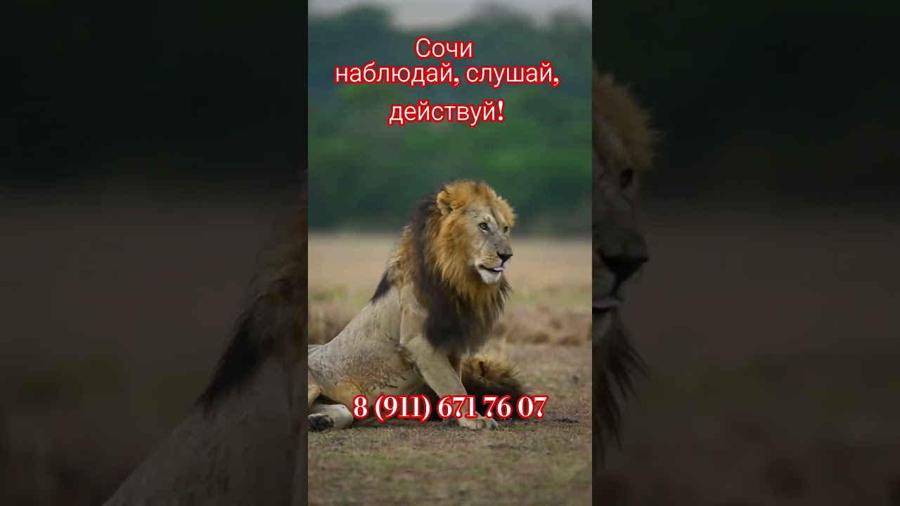 Любая недвижимость Сочи! 