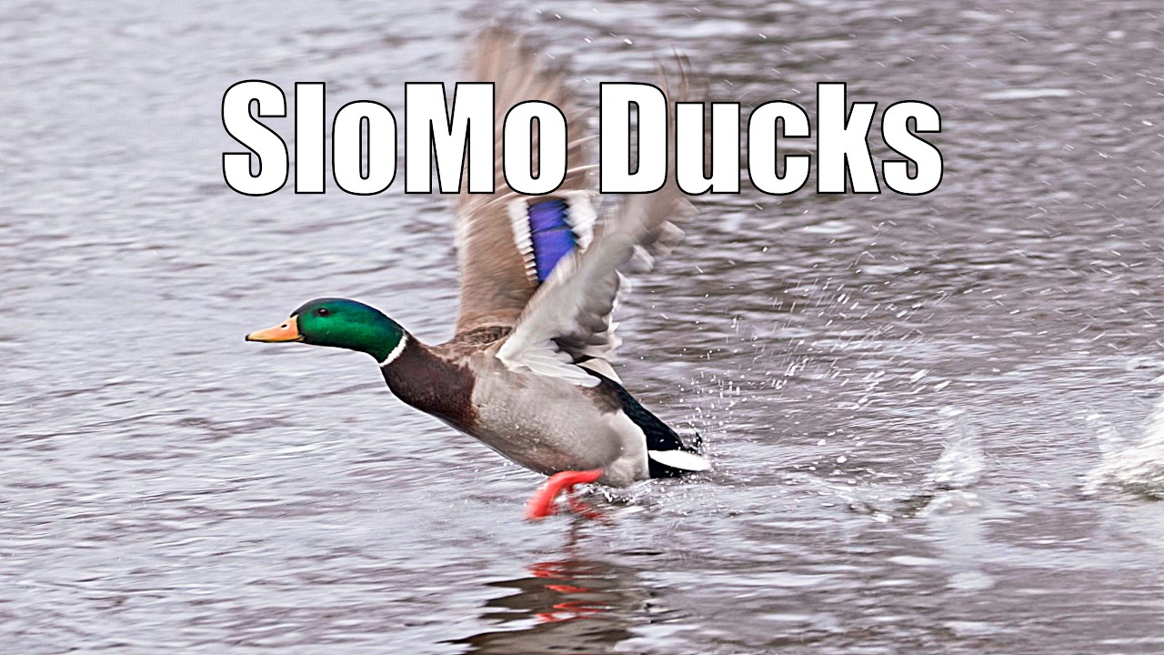 SloMo Ducks