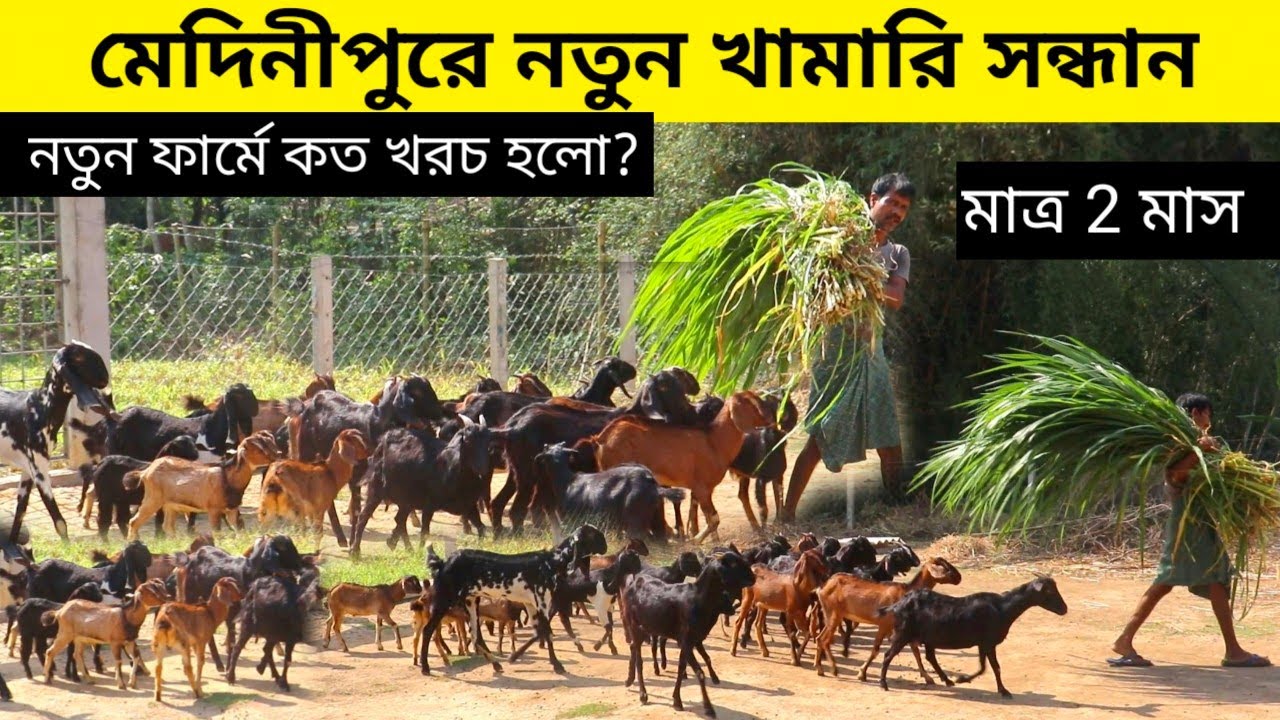 মেদিনীপুরের নতুন খামারির সন্ধান || Goat Farming In Medinipur || Goat Farming idea costing and care