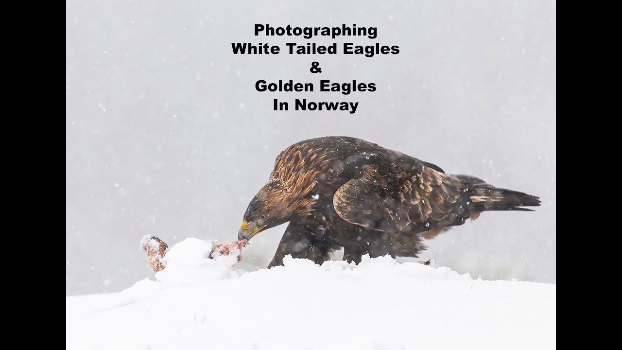 Photographing White Tailed Eagles & Golden Eagles In Norway
