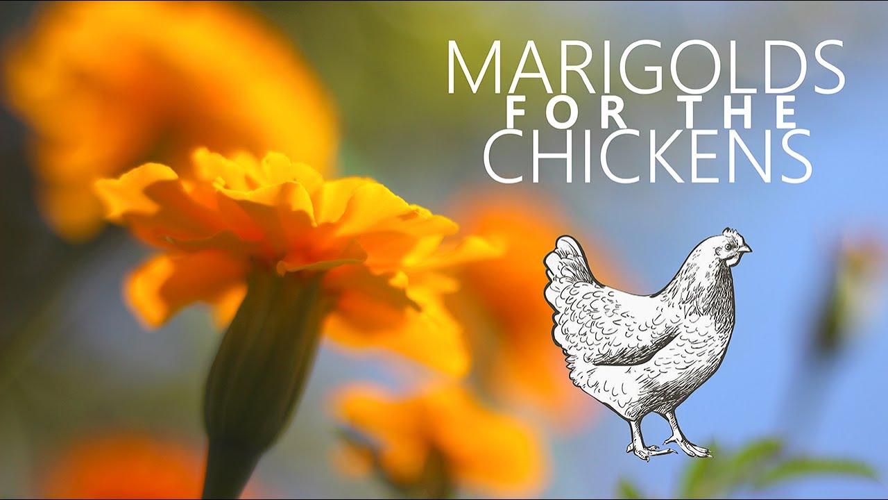 Produce Rich Egg Yolks Organically [ MARIGOLDS ] | The Green Acre