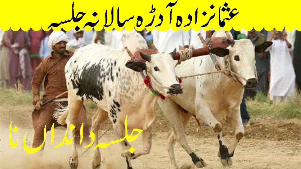 Dandan Nay Shokeen || Pakistan Bulls ||  Mashallah || Dandan Nay Shokeen || #Pothwariculture,