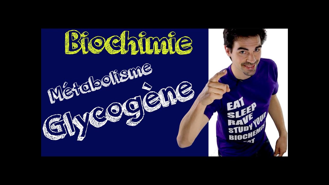 Cours de biochimie: Le glycogène