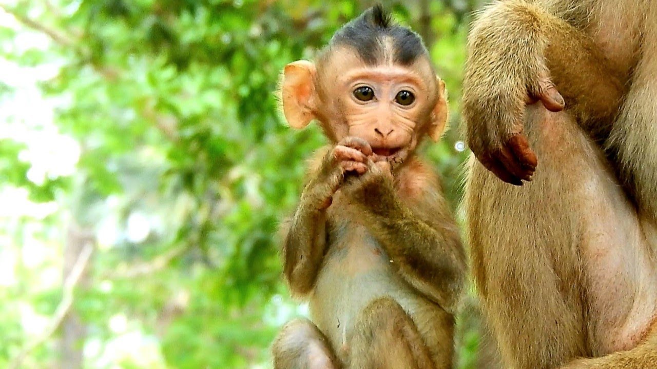 So Lovely Baby Monkey Astra Get Warm And Care By Grandma Monkey Bonita