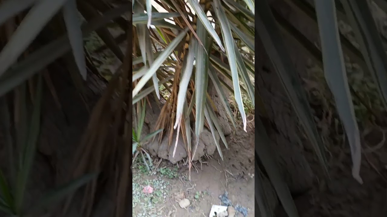 स्पाइनलेस युक्का - Spineless yucca | Yucca elephantipes #nature #music #gardening #shorts #ytshorts