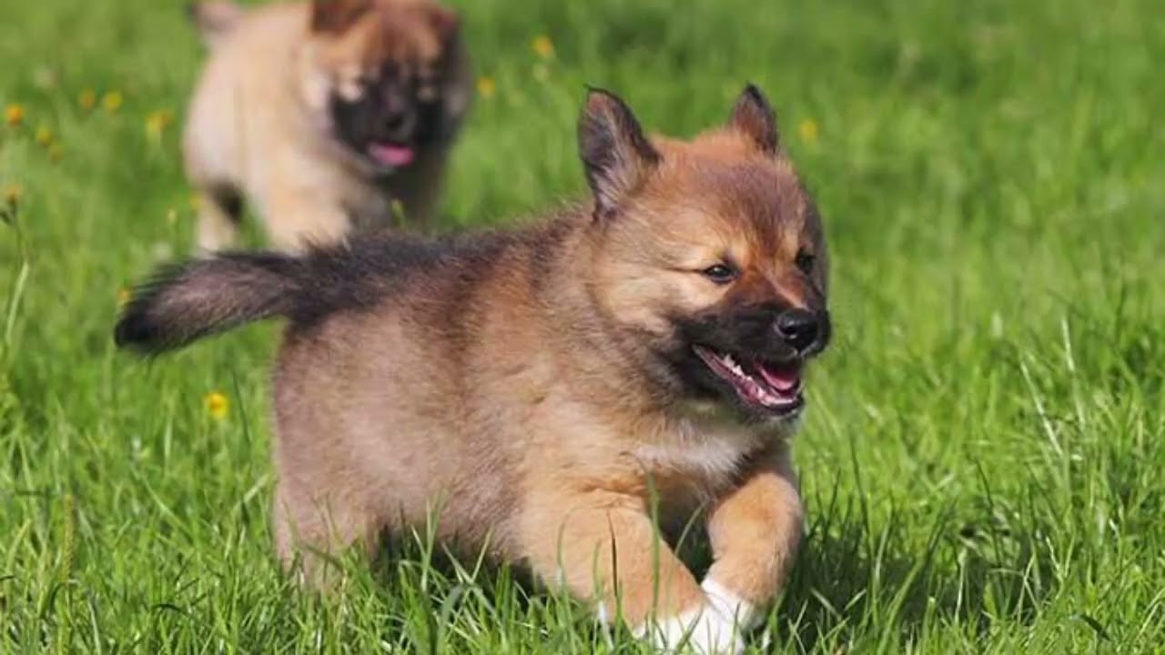 Icelandic Sheepdog | Facts, History & Characteristics