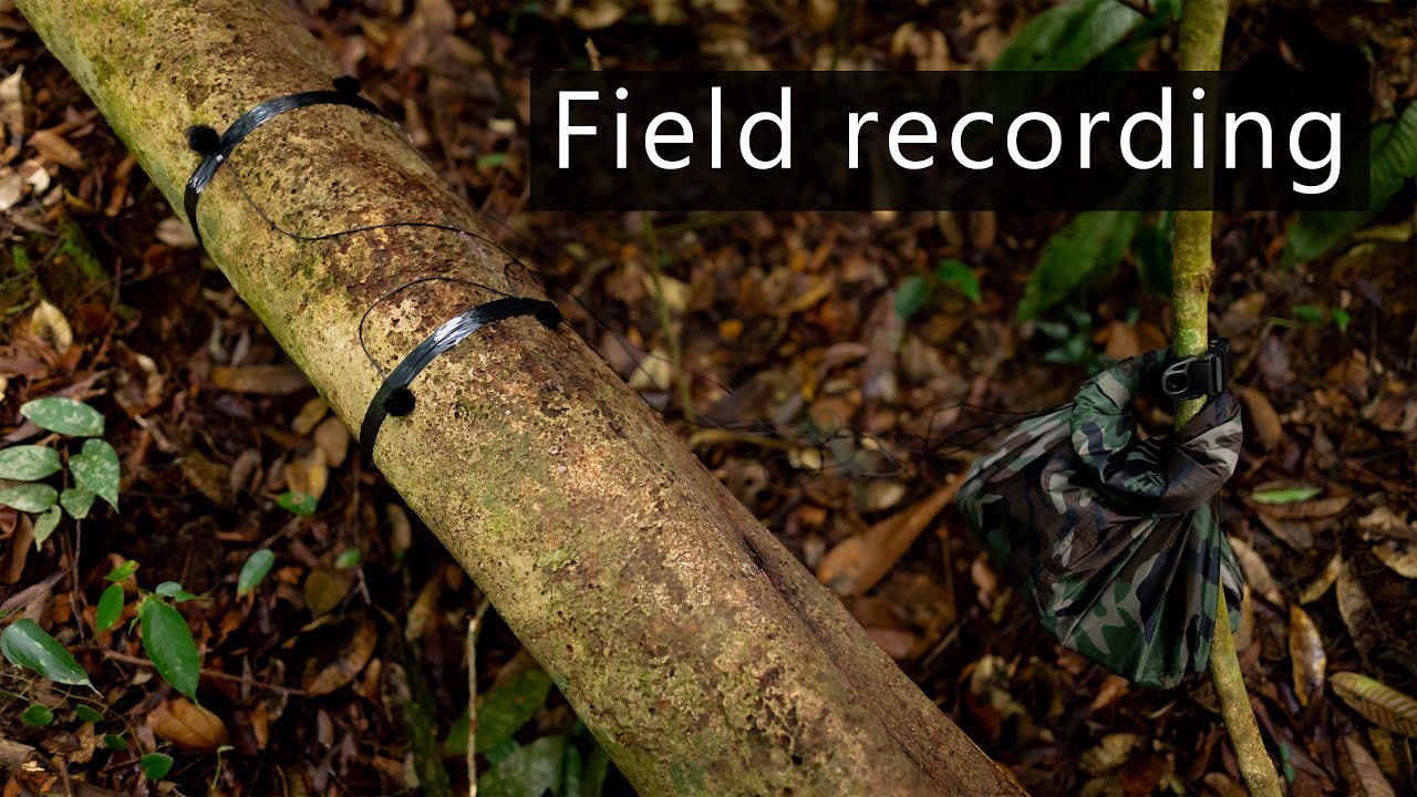 Field recording behind the scenes 39 - Setting up a drop rig in the rainforests of Sumatra