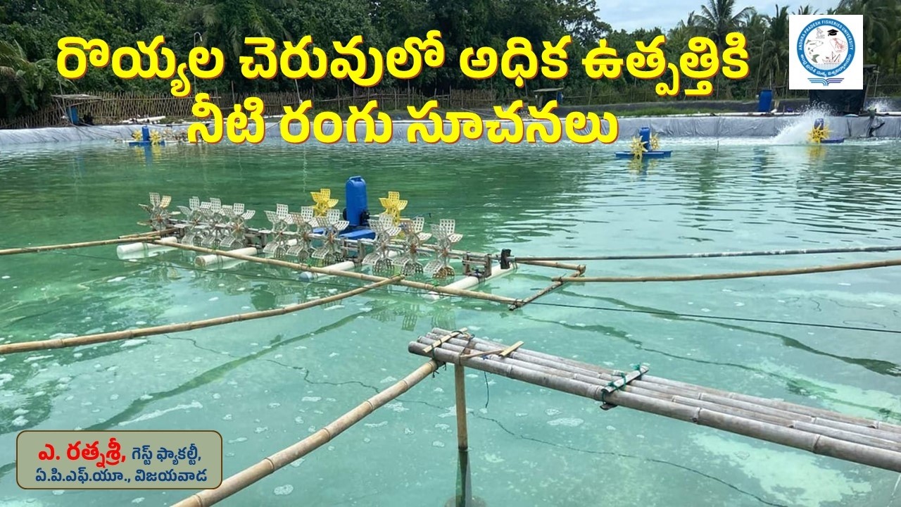 రొయ్యల చెరువులో అధిక ఉత్పత్తికి నీటి రంగు సూచనలు || ఎ. రత్నశ్రీ, గెస్ట్ ఫ్యాకల్టీ, విజయవాడ