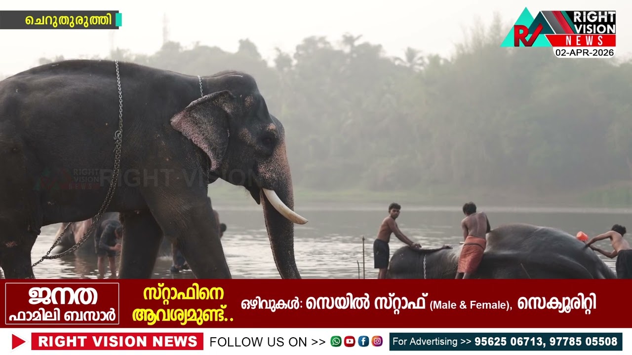 The old Cochin Bridge on the Bharathapuzha River in Cheruthuruthy is a favorite haunt of elephants.