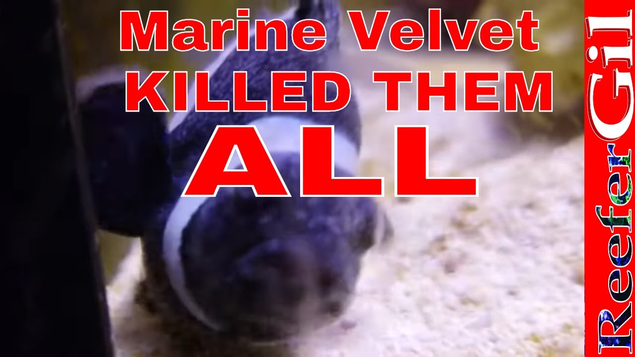 Velvet Killed All My Fish!