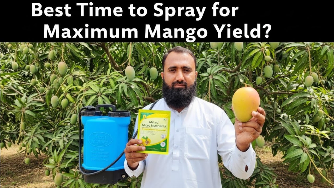 Best Time To Spray Micro Nutrients in Mango Orchard | Bilal Kanju Official 
