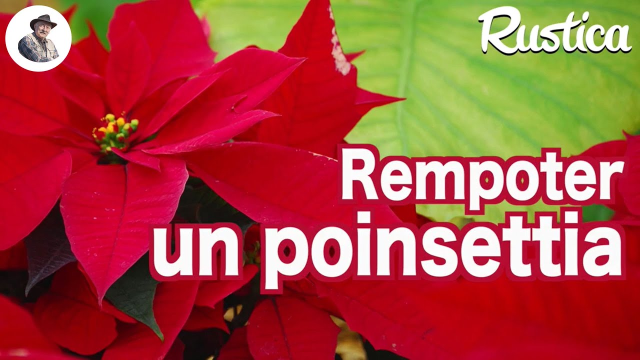 Comment rempoter un poinsettia