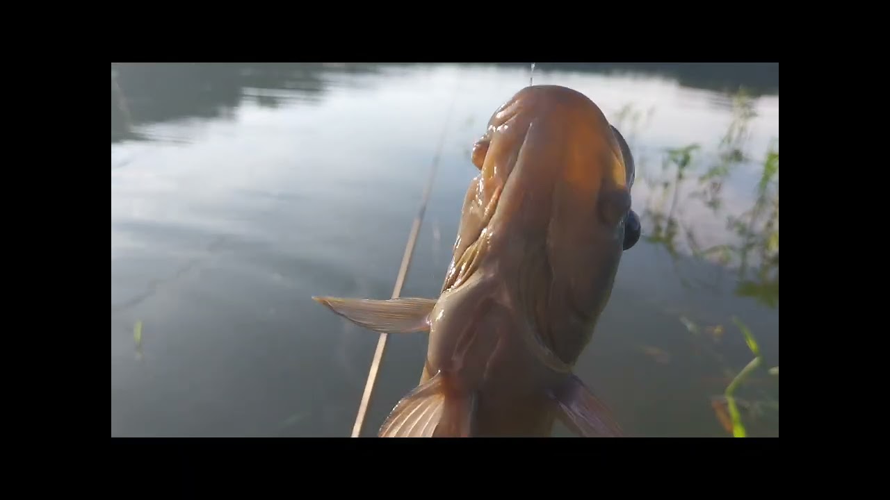 Pescaria raiz só veio os brutos 