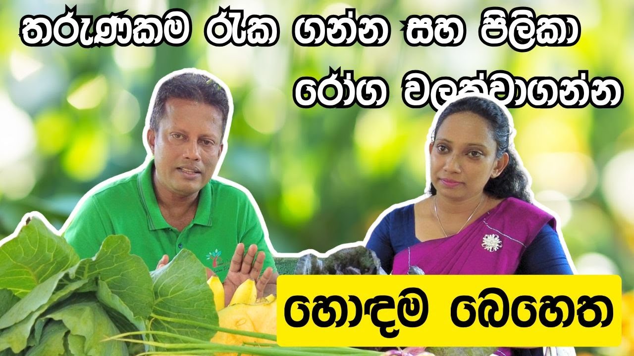 පිලිකා රෝගයෙන් ආරක්ෂා වීමට සහ තරුණකම රැක ගැනීමට හොඳම බෙහෙත් - Sobadam Piyasa