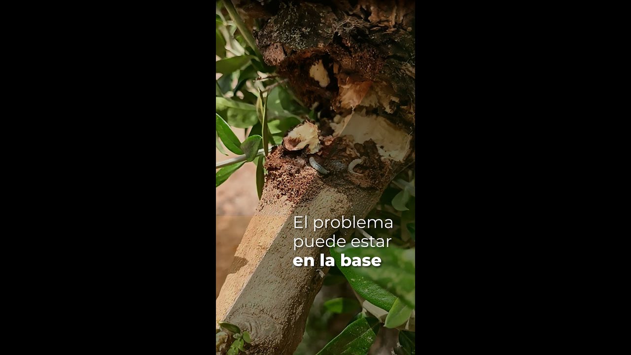 EL PROBLEMA PUEDE ESTAR EN LA BASE: EJEMPLO EUZOPHERA
