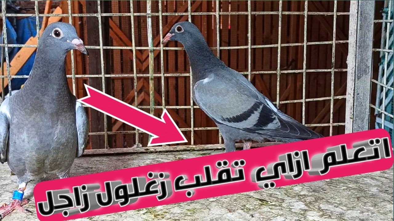تعليم الغواي تقليب زغاليل الحمام الزاجل