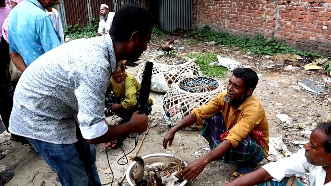 কম দামে দেশি মুরগি ও হাঁসের বাজার || ধানতারা বাজার || ধামরাই, ঢাকা ||