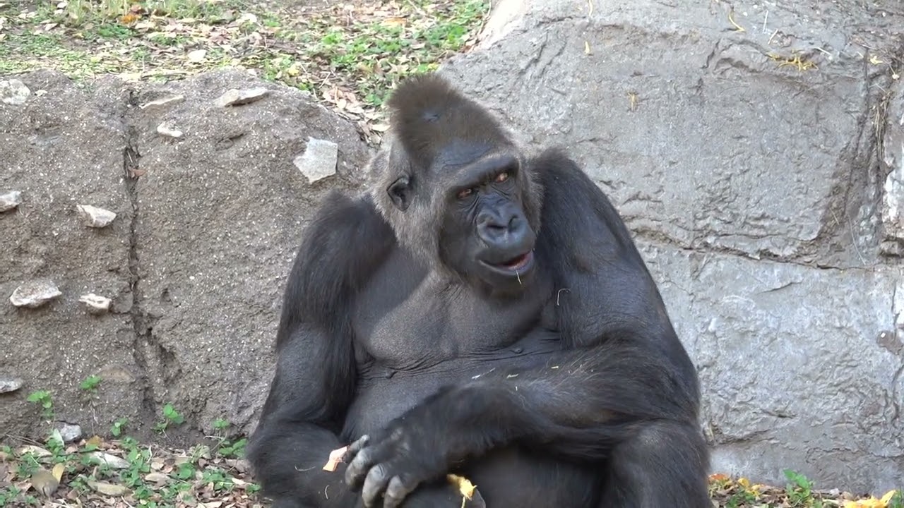 Fort Worth Zoo - Gorilla, Orangutan, Chimpanzee