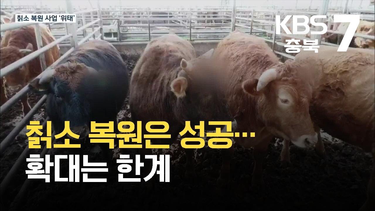 칡소 복원은 성공&hellip;확대는 한계 / KBS 2021.09.07.