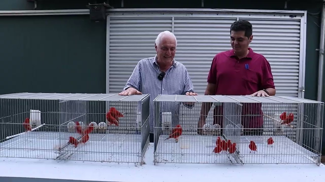 Início da produção na criação de canários em 2023 - parte 2
