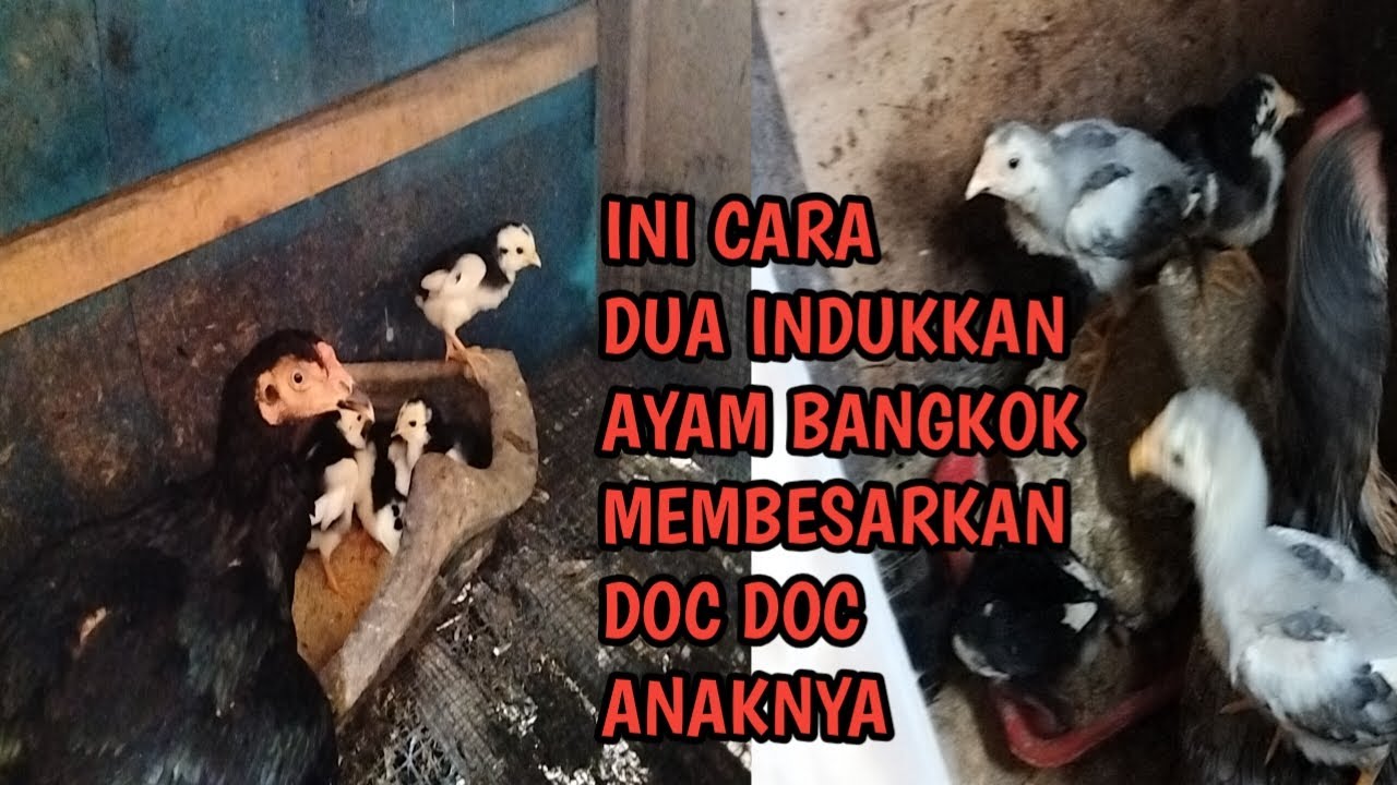 MANTAPPP....!! INI CARA DUA INDUKAN AYAM BANGKOK SAAT PEMBESARAN DOC/ ANAK ANAKNYA