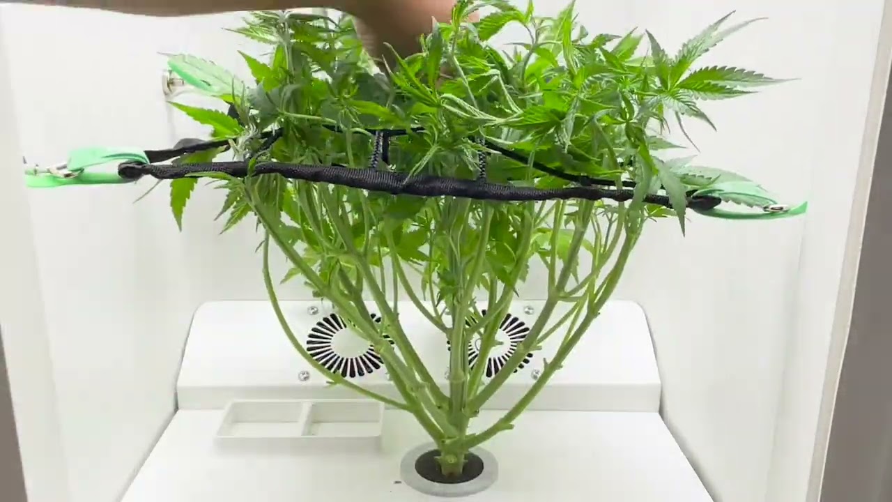How to Lollipop a Cannabis Plant