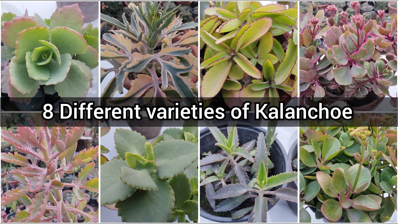 8 different types of Kalanchoe with their names / Different Kalanchoe names / Humaira Gardening
