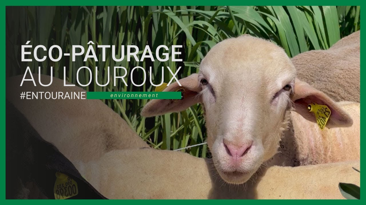 &Eacute;co-p&acirc;turage &agrave; l'&eacute;tang du Louroux